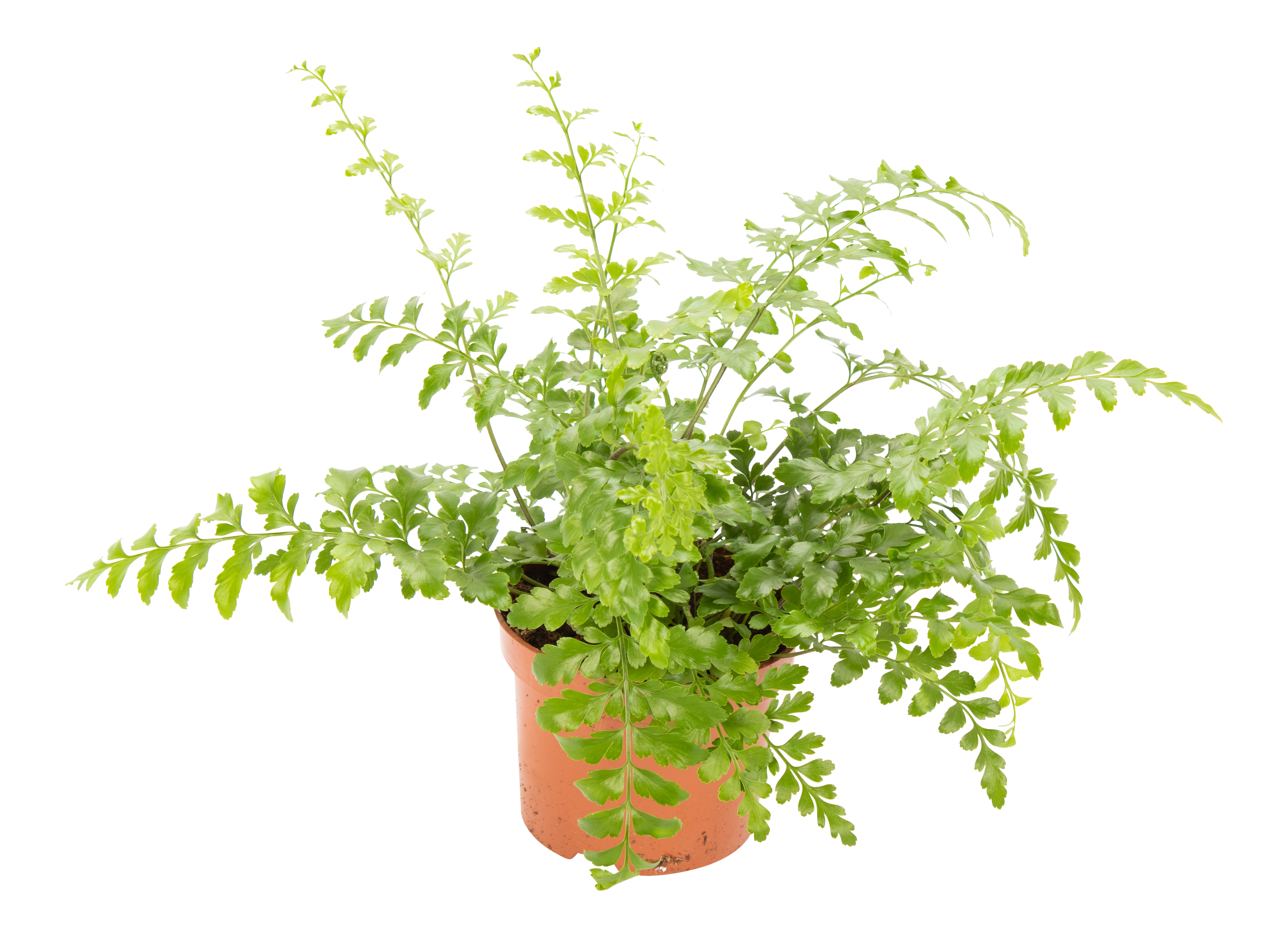 Zanokcica Asplenium Parvati 25 Cm Leroy Merlin