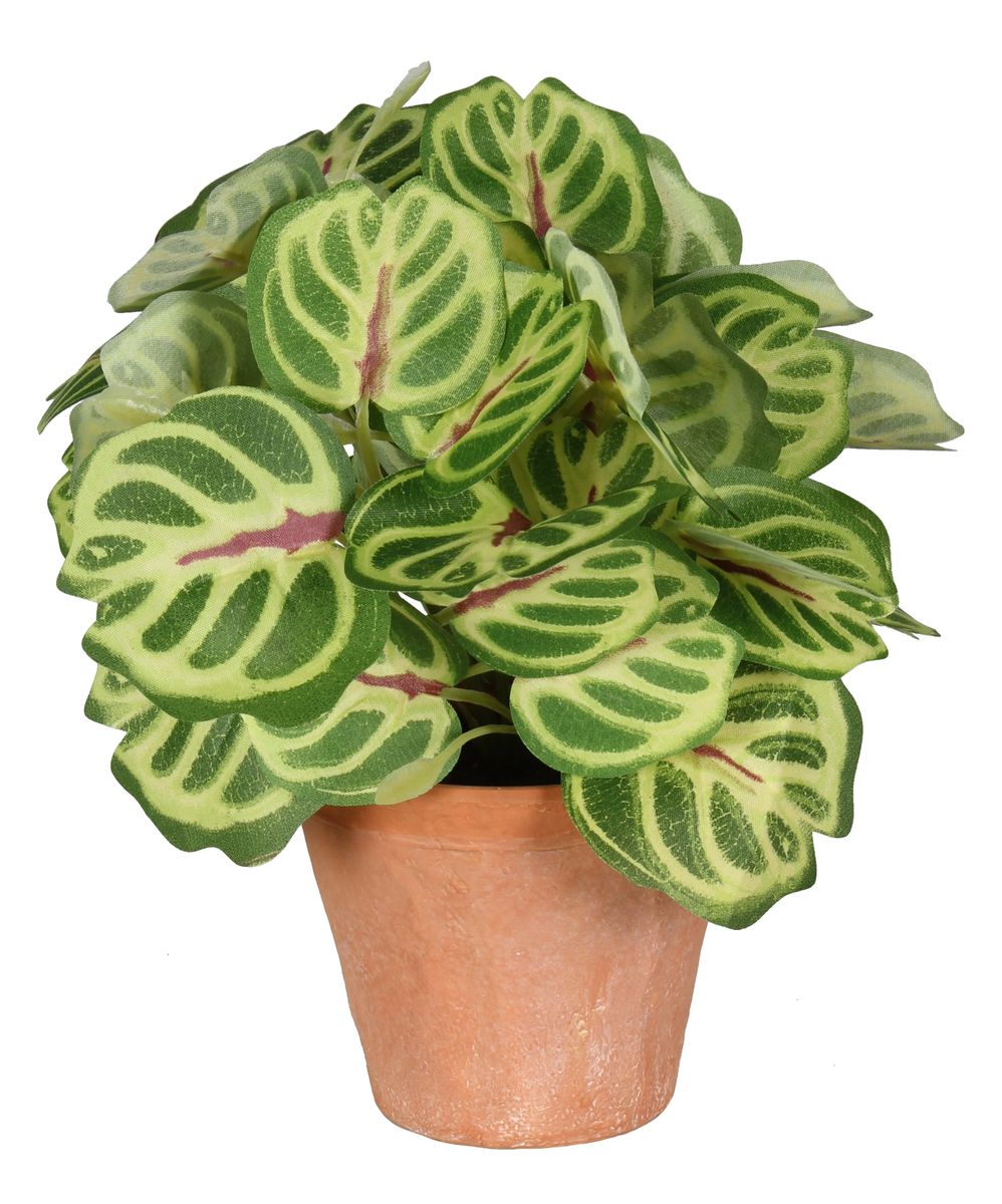 Peperomia sztuczna 22cm