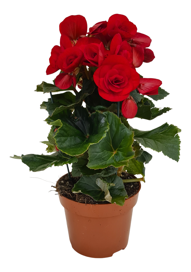 Begonia Baladin Red 30 cm