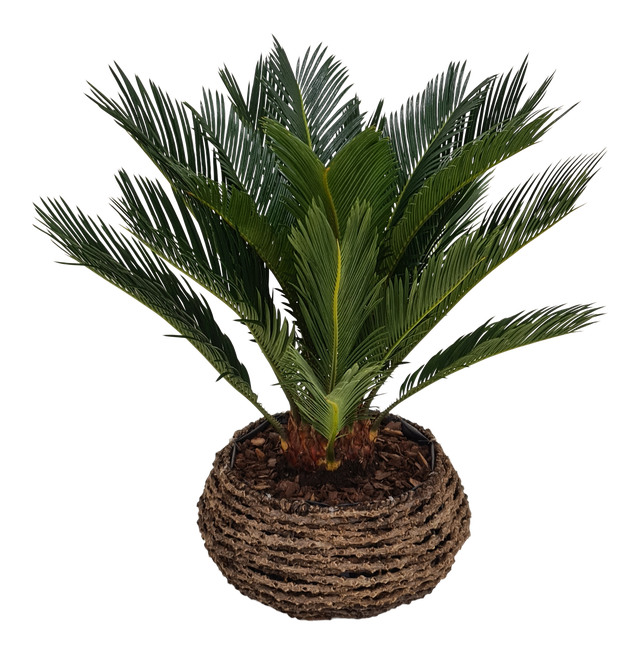 Sagowiec Cycas 55 cm