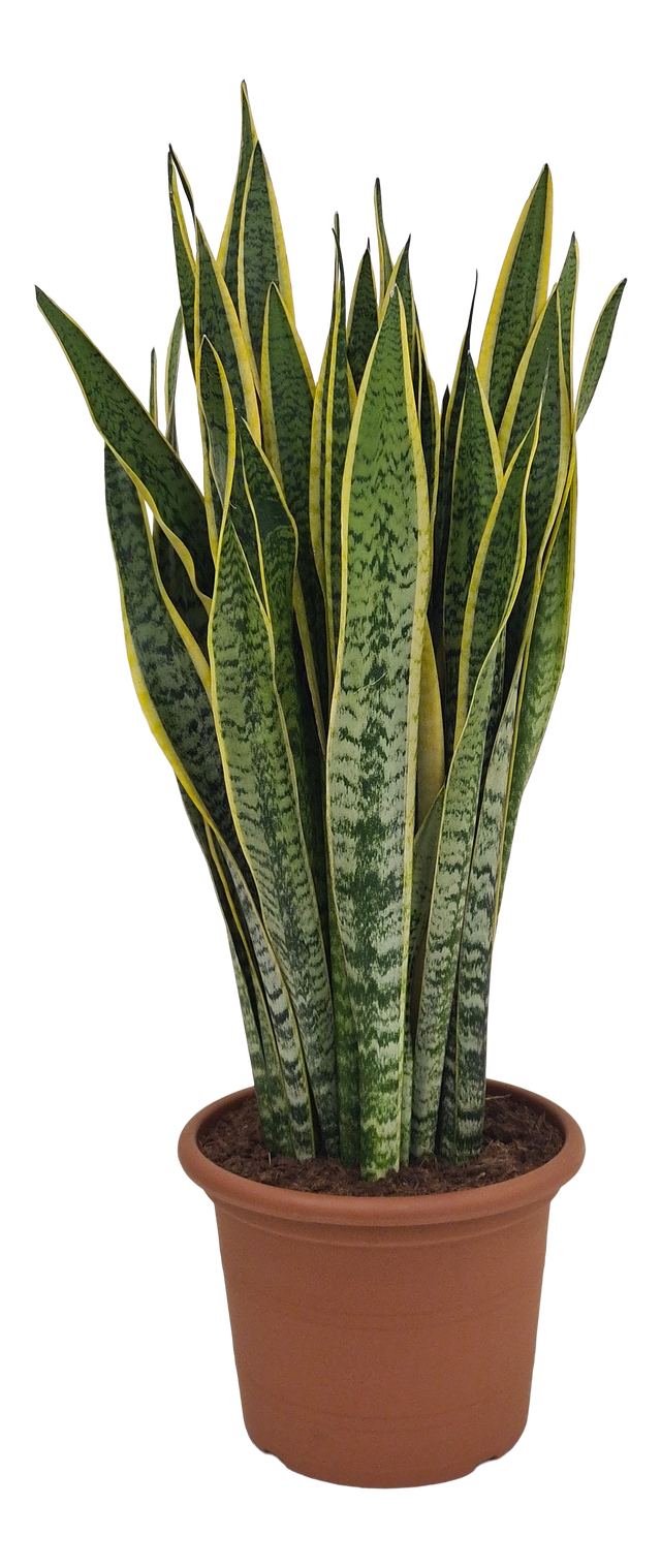 Sansewieria Laurentii 110 cm