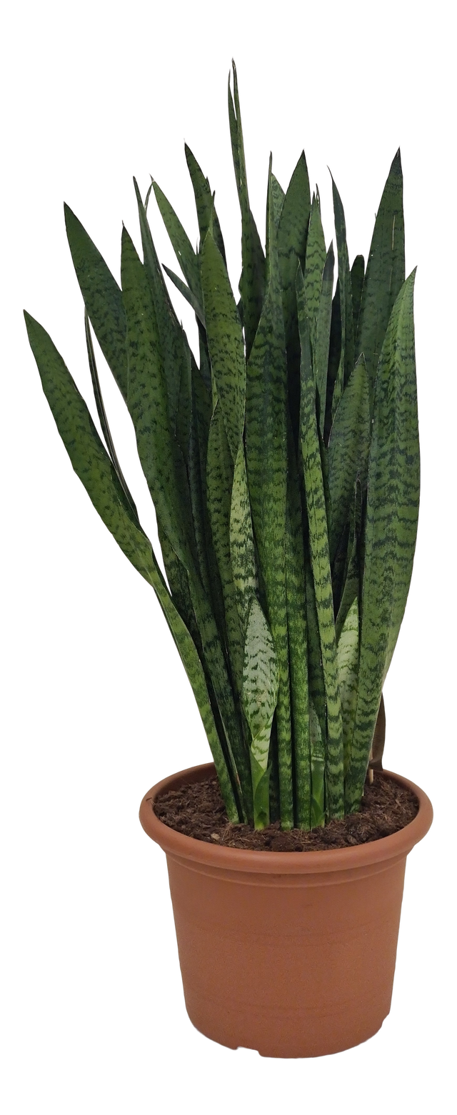 Sansewieria Zeylanica 110 cm