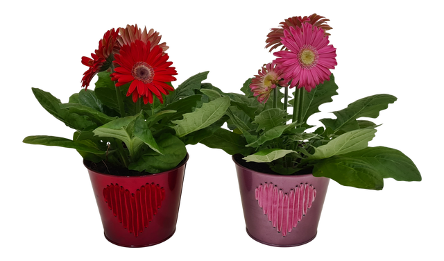 Gerbera serce mix 25 cm