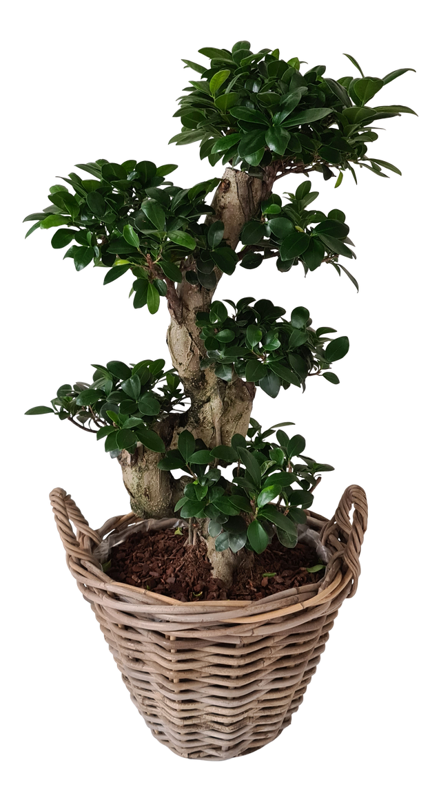 Bonsai Ficus Ginseng 80 cm