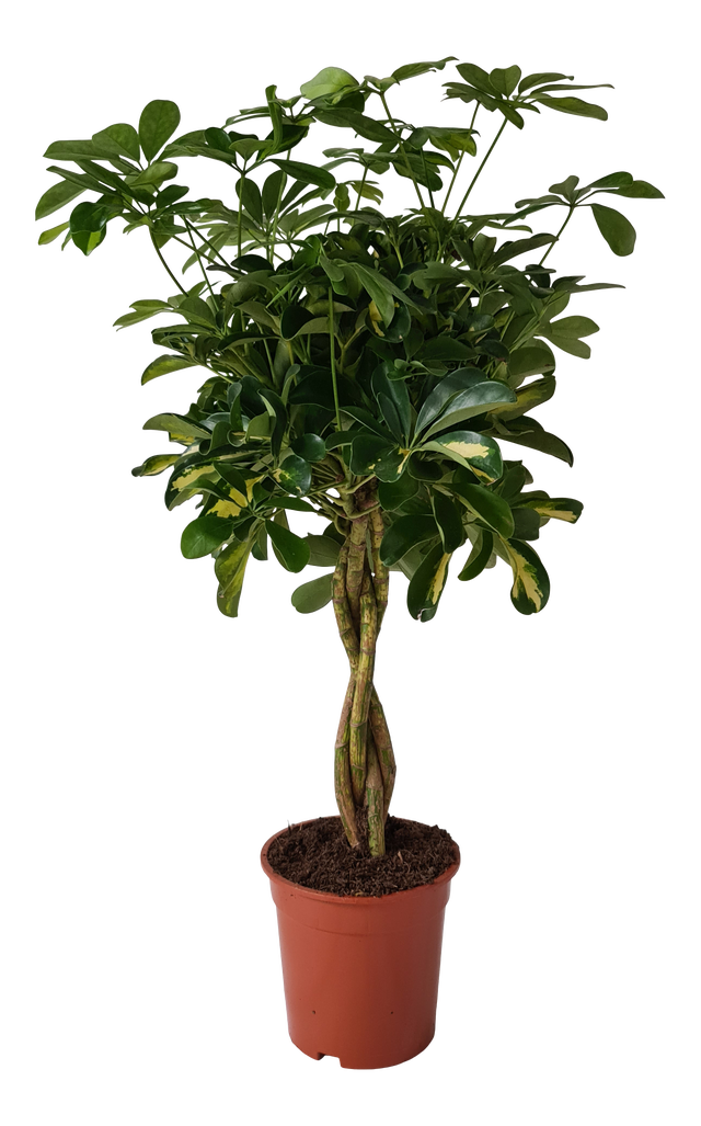 Szeflera drzewkowata Arboric Gold 75 cm