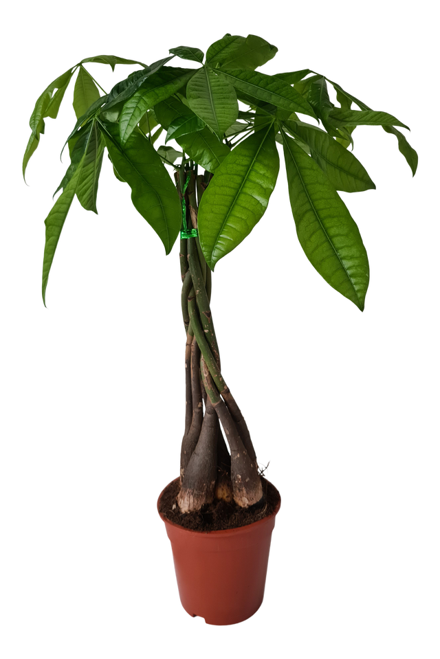 Pachira aquatica Pachira wodna 80 cm