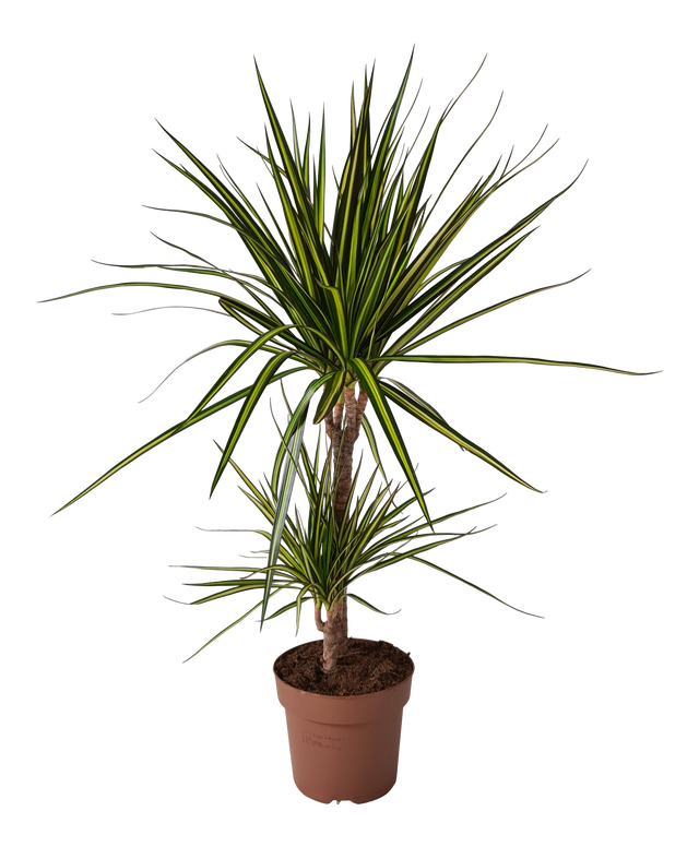 Dracena obrzeżona 80 cm