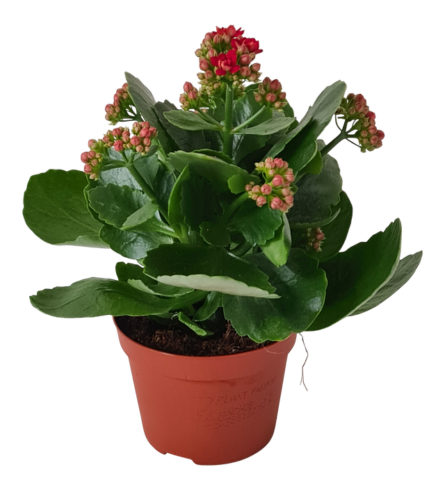 Żyworódka Kalanchoe Gev Red 22 cm