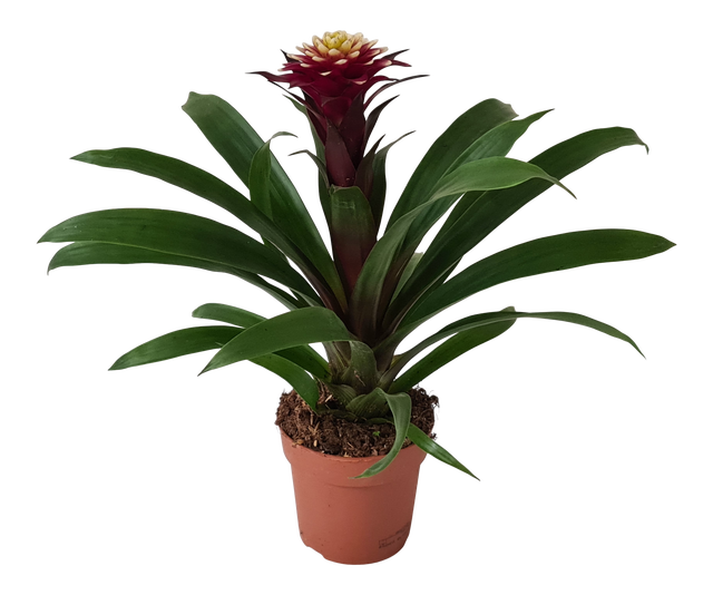 Guzmania Francesca 40cm