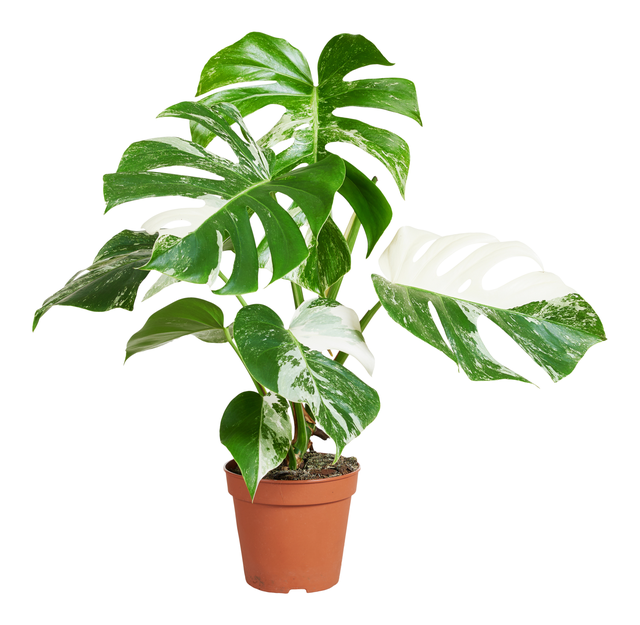 Monstera Deliciosa Varieg 45 cm