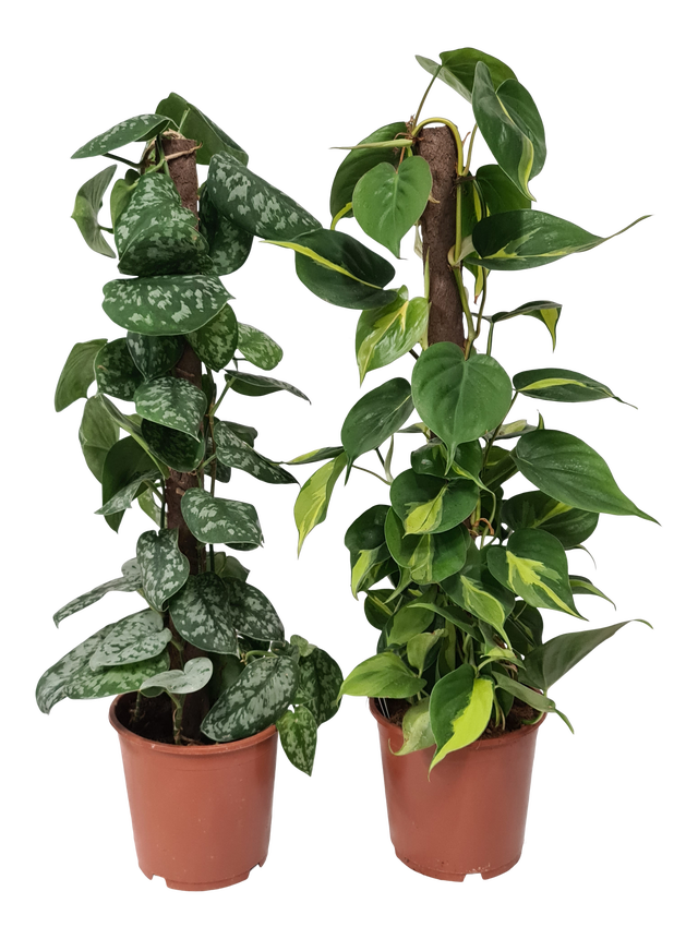 Epipremnum mix Mospole 80 cm