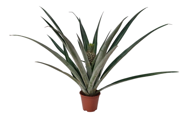 Ananas Champaca 60cm