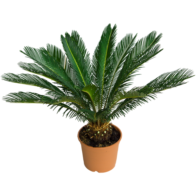 Sagowiec Cycas Tropophylla 45-55 cm