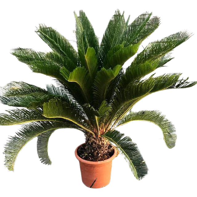 Sagowiec Cycas Tropophylla 55-65 cm