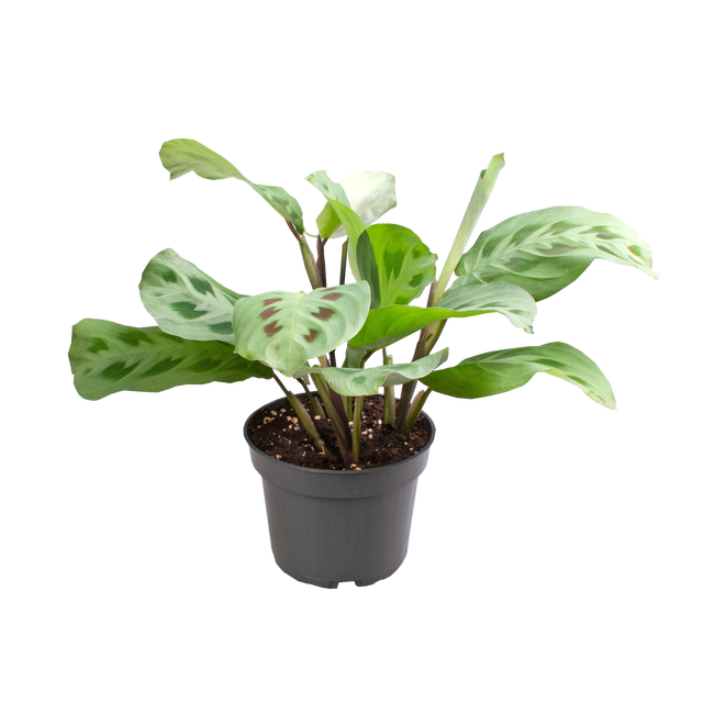 Maranta L. Green Stripe 20 cm