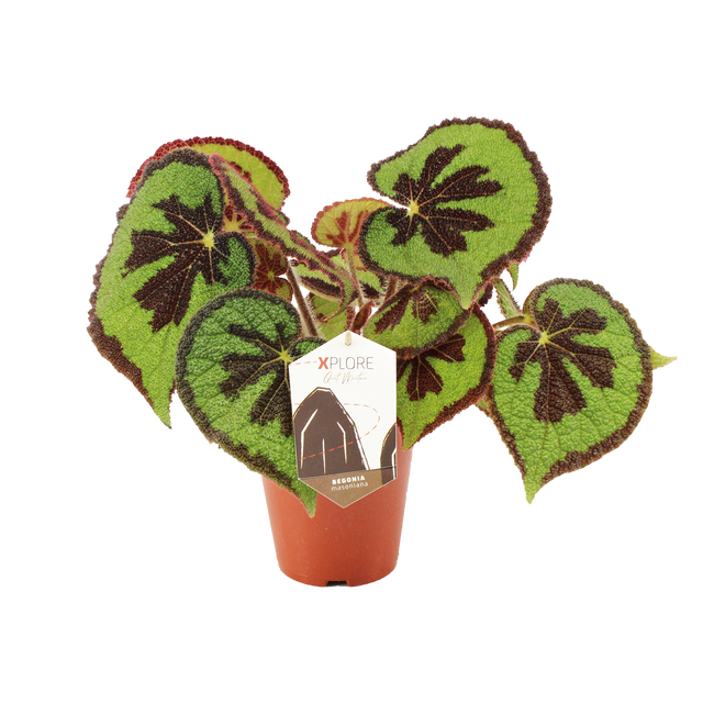 Begonia Masoniania Mountain 30 cm