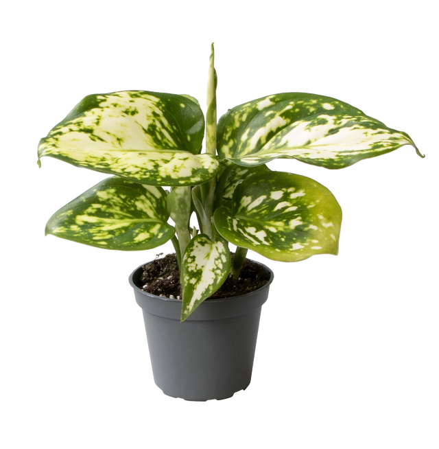 Aglaonema Snowflake 12 cm