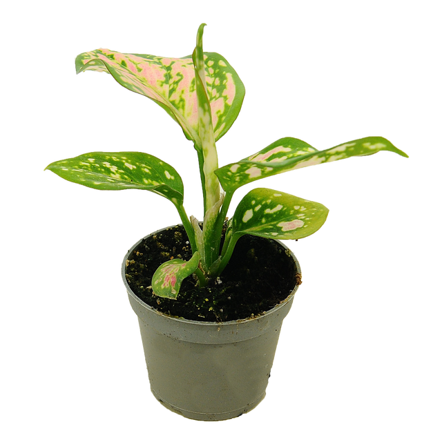 Aglaonema mix 8 cm