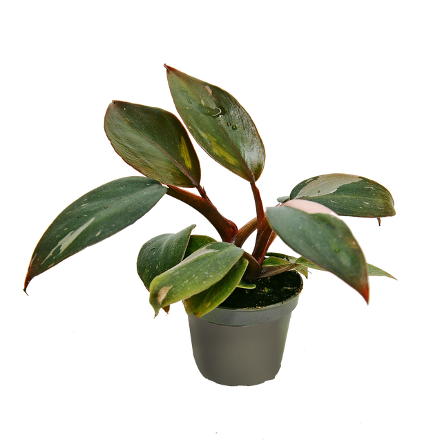 Philodendron Pink Princes 28 cm