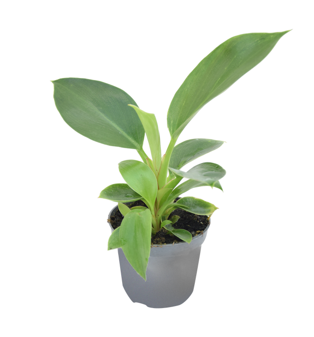 Philodendron White Measure 10 cm