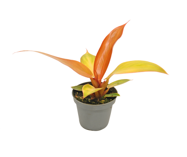 Filodendron Red Sun 8 cm