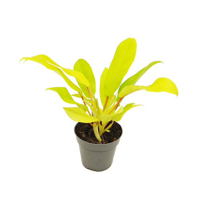 Filodendron Neon 8 cm