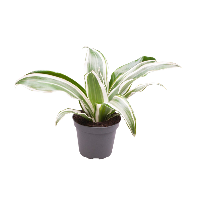 Dracena White Jewel 12 cm