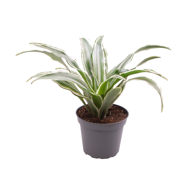 Dracena smocza 15 cm