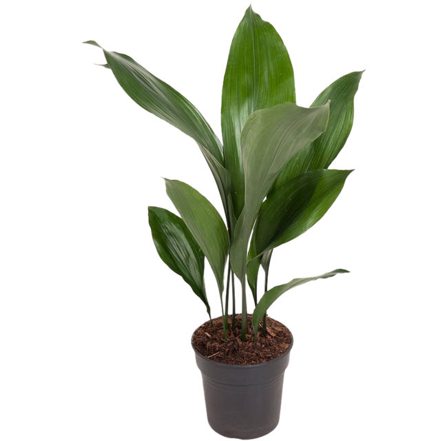 Aspidistra Eliator 60-70 cm