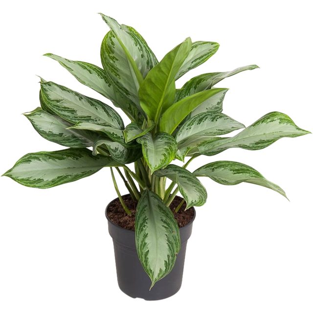 Aglaonema Silver Bay 70-80 cm