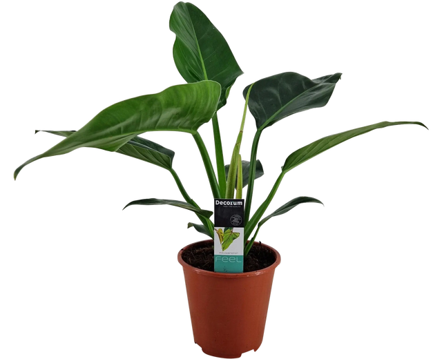 Philodendron Congo 100-110 cm