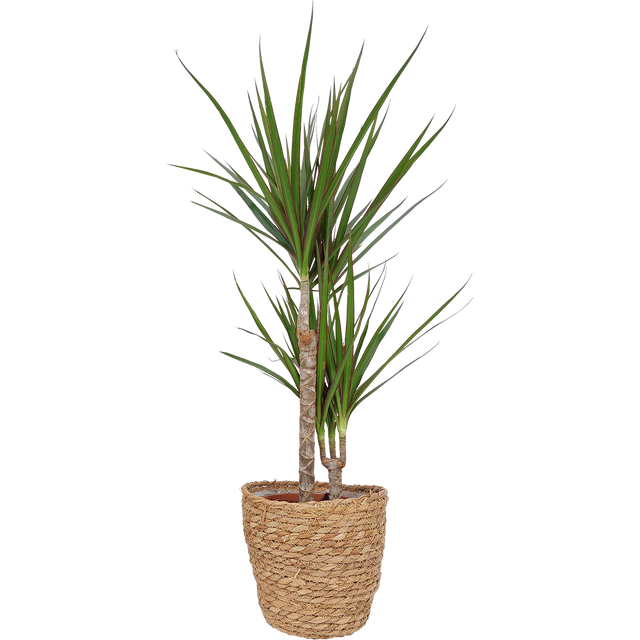 Dracena obrzeżona 70-75 cm