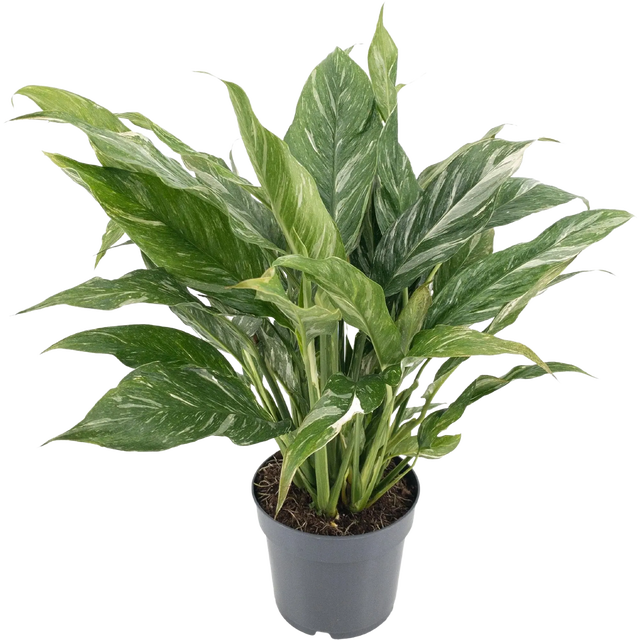 Skrzydłokwiat Diamond Variegata 40-45 cm