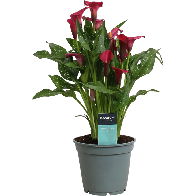 Zantedeschia 50 cm