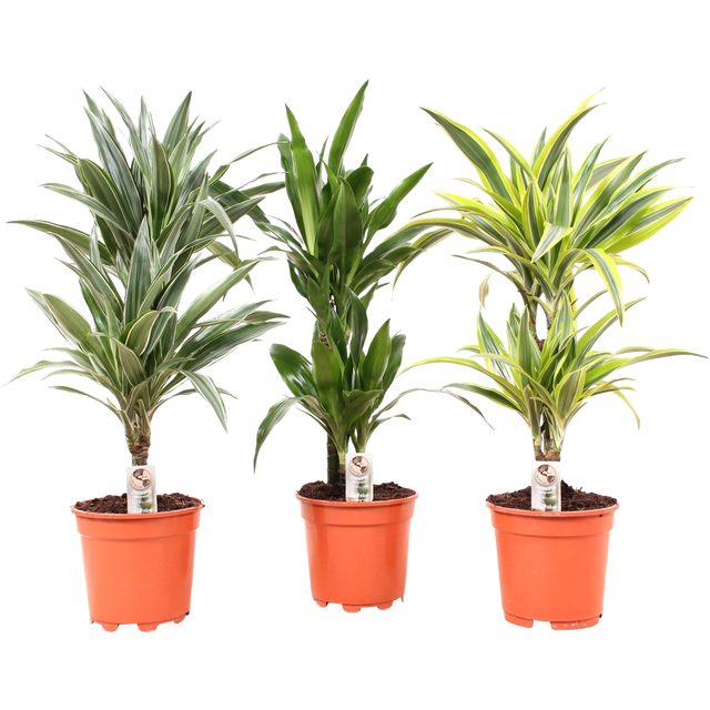 Dracena Deremensis mix 60-70 cm