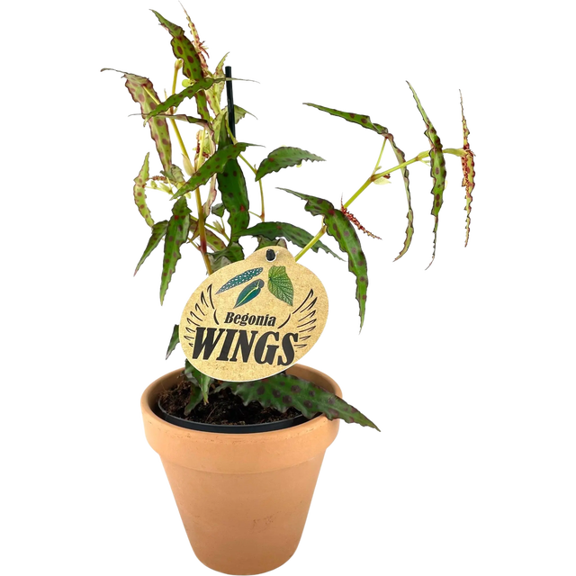 Begonia Wings 30-35 cm