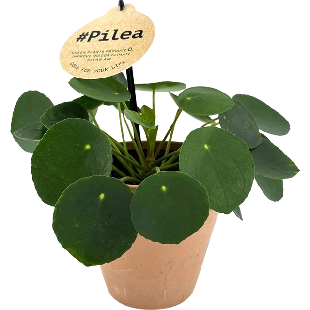 Pieniążek Pilea Peperomioides 16-25 cm