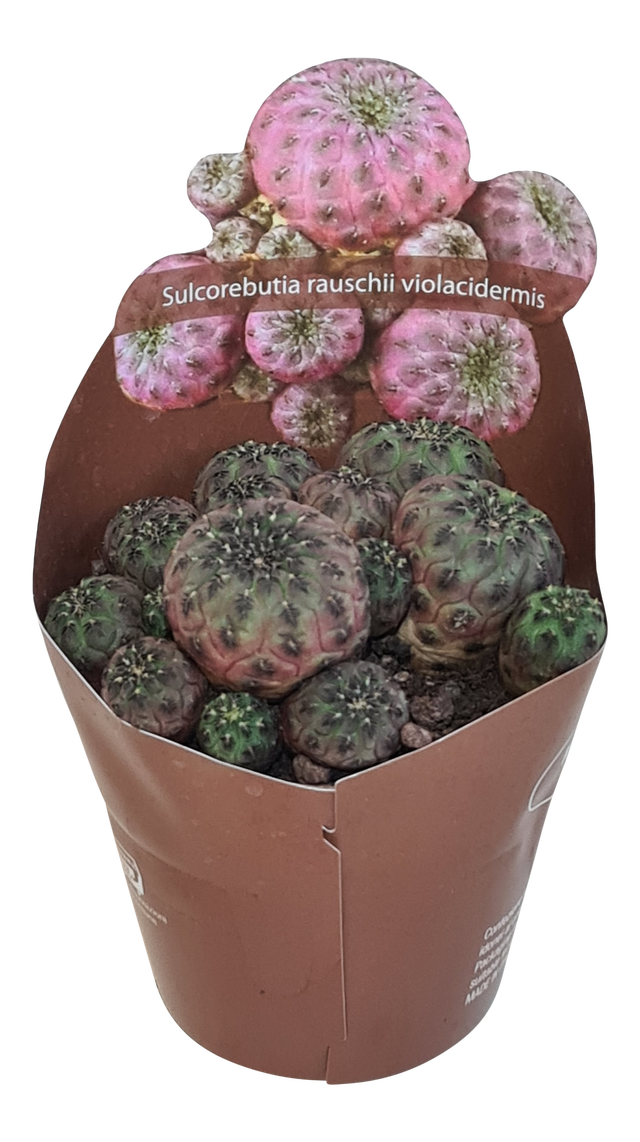 Sulcorebutia Violacidermis 8 cm