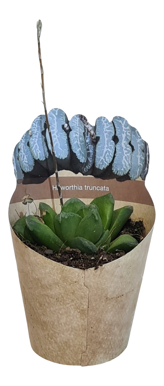 Haworsja Truncata 8 cm