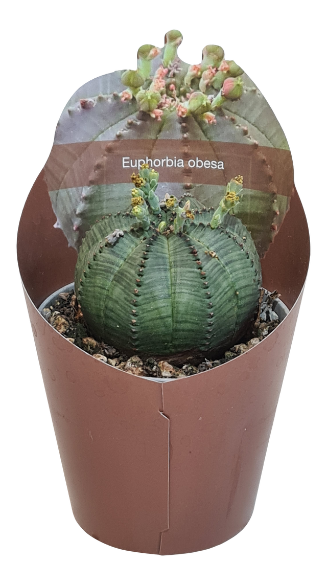 Wilczomlecz Euphorbia Obesa 8 cm