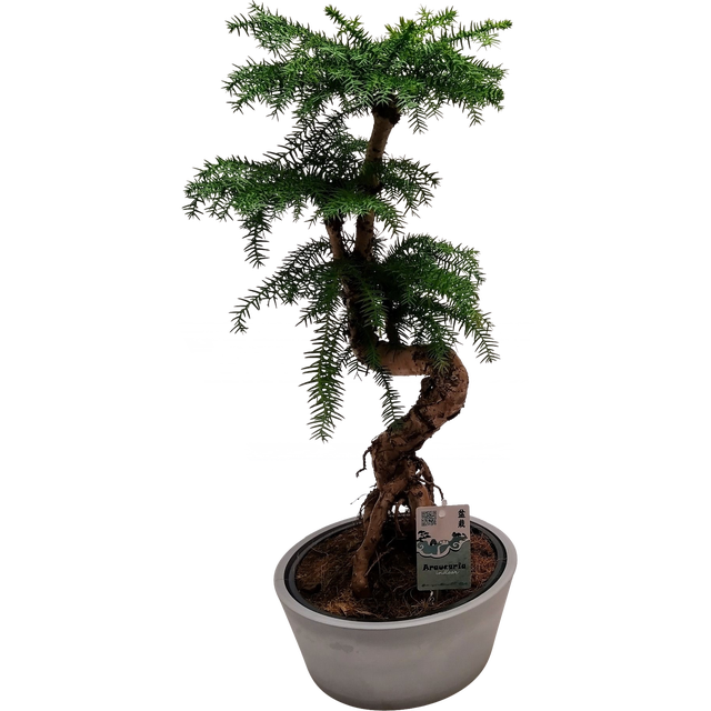 Araucaria Cunninghamii Bonsai  65 cm