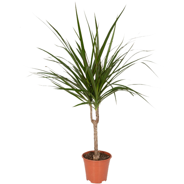 Dracena obrzeżona 60-70 cm