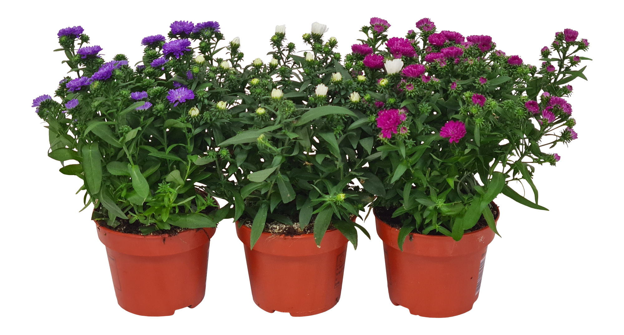 Aster Starletta mix 25 cm Leroy Merlin