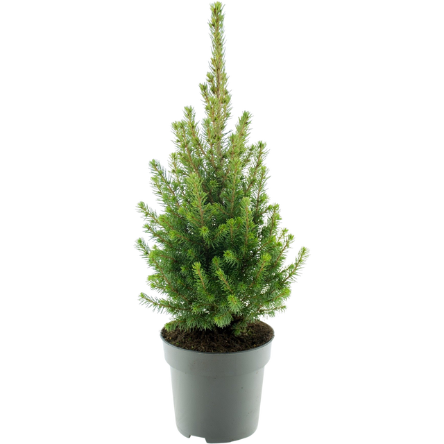 Picea glauca 'Conica'  60 cm