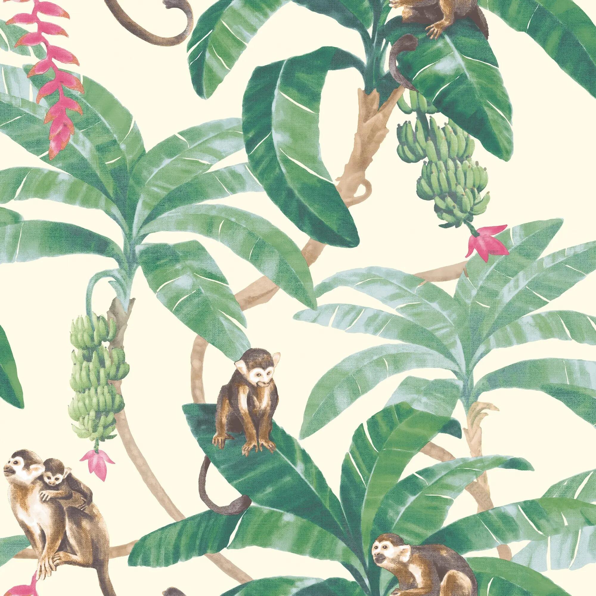 Cartão Postal Macacos Engraçados