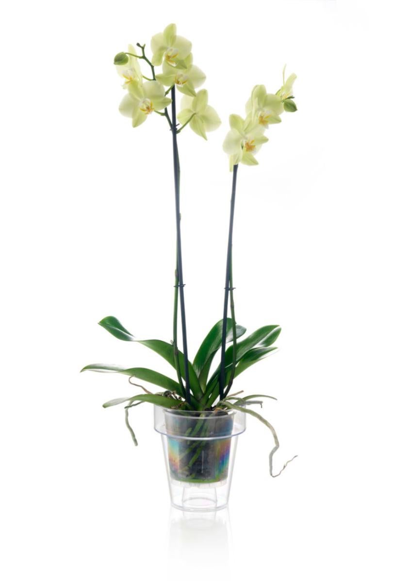 Teraplast Vaso trasparente Porto con supporto per orchidee, diaetro 14