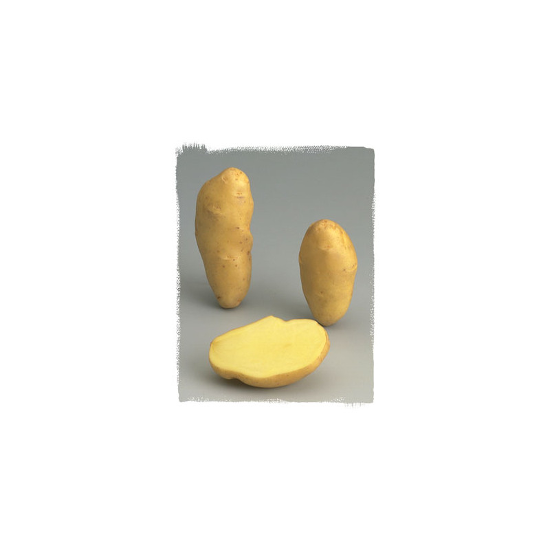60 Plants de pomme de terre BF15 | Leroy Merlin