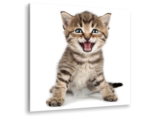 Tableau Animaux Chaton Sur Son Arriere Train 50x50 Cm Leroy Merlin Tableau Animaux Chaton Sur Son Arriere Train 50x50 Cm Leroy Merlin