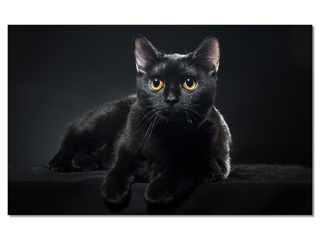 Tableau Animaux Petit Chat Noir Aux Yeux Jaunes 80x50 Cm Leroy Merlin