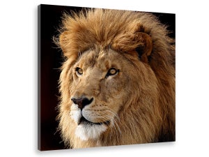 Tableau lion arc-en-ciel large, Artgeist